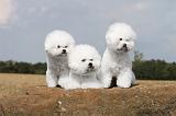 BICHON FRISE 090